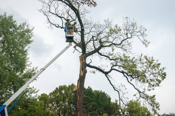 Reliable Eastvale, CA Tree Care Solutions